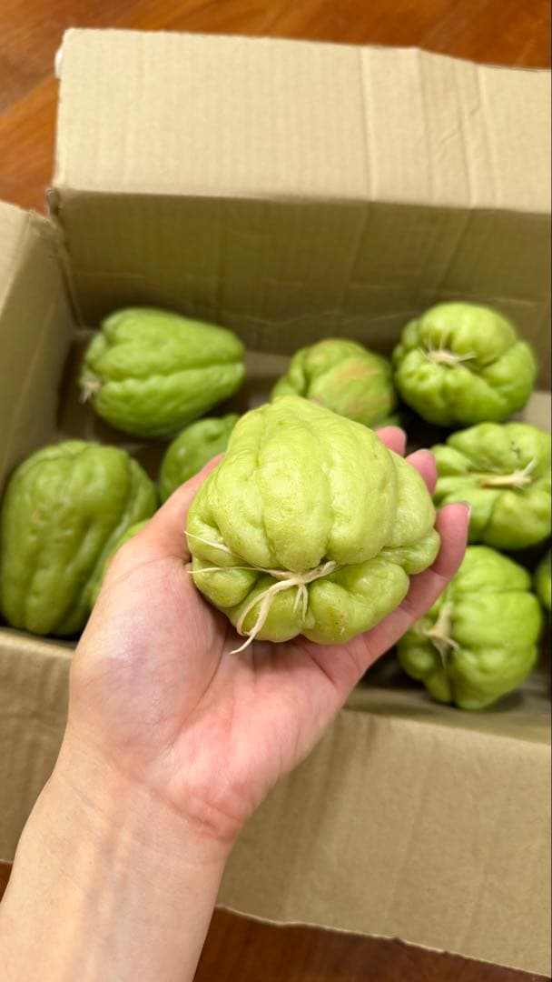 ハヤトウリ　種用❗️2個 — image 3
