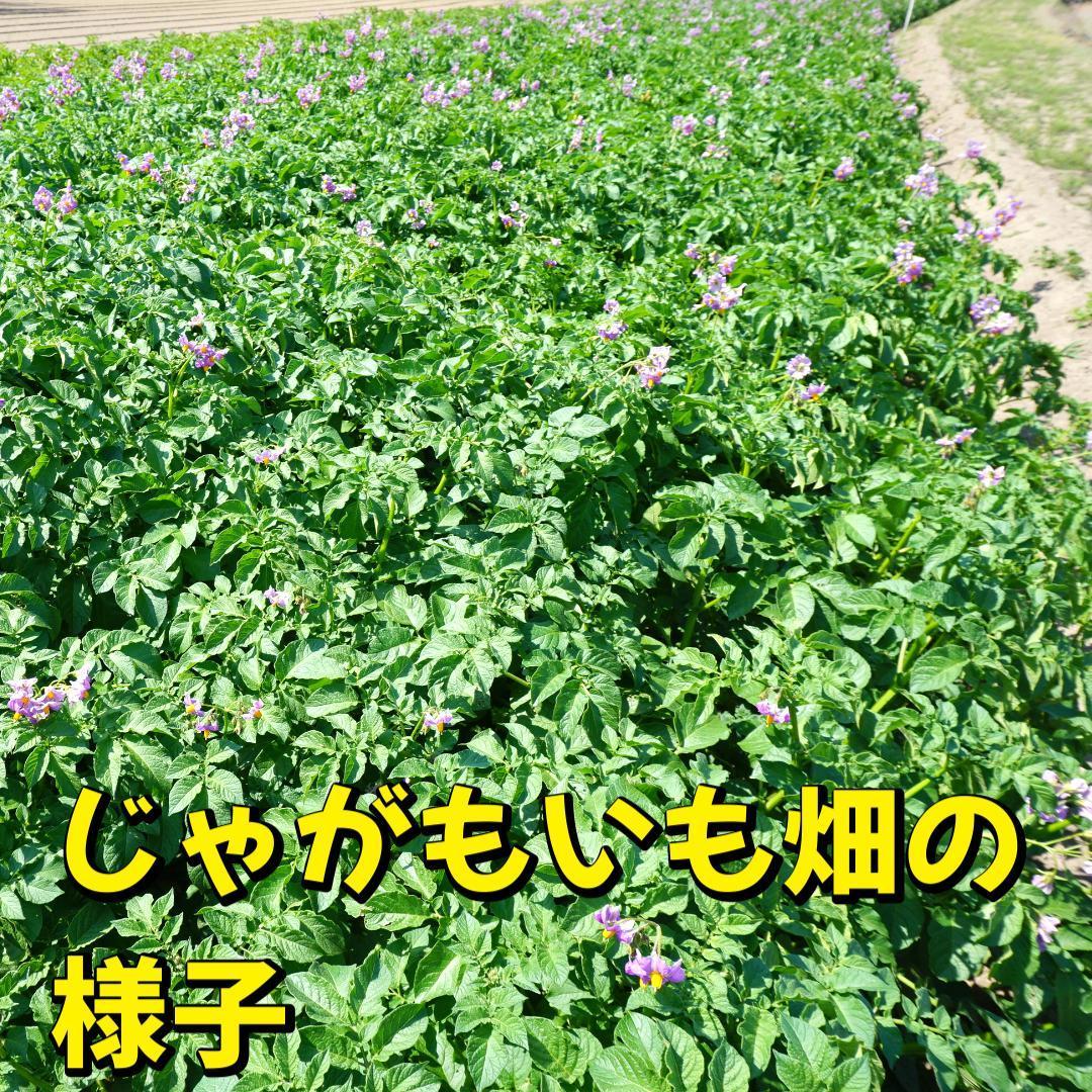 A-STYLE 新じゃがいも アンデスレッド 訳あり品　１０ｋｇ　１ — image 4