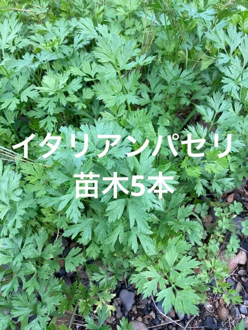 Jemma.UM様 リクエスト 2点 まとめ商品 — image 2