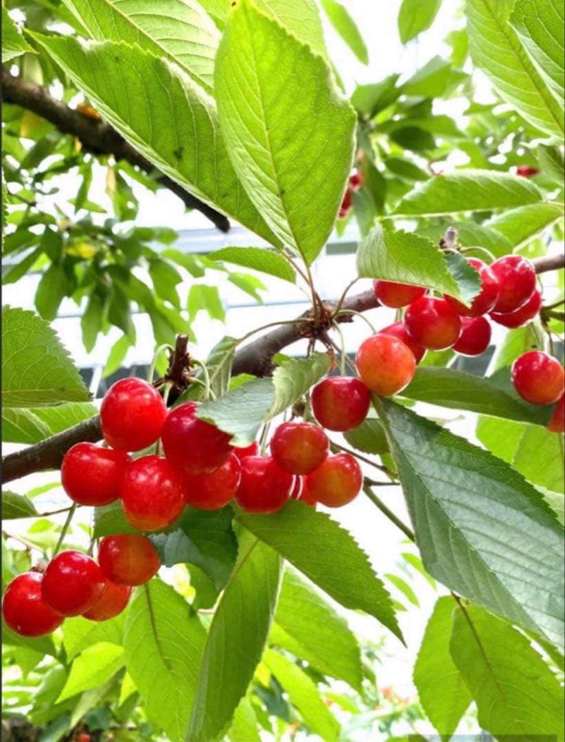 2箱【秀品】山形県産さくらんぼ　紅秀峰1キロ(箱込み) Ｌサイズ　大粒 — image 5