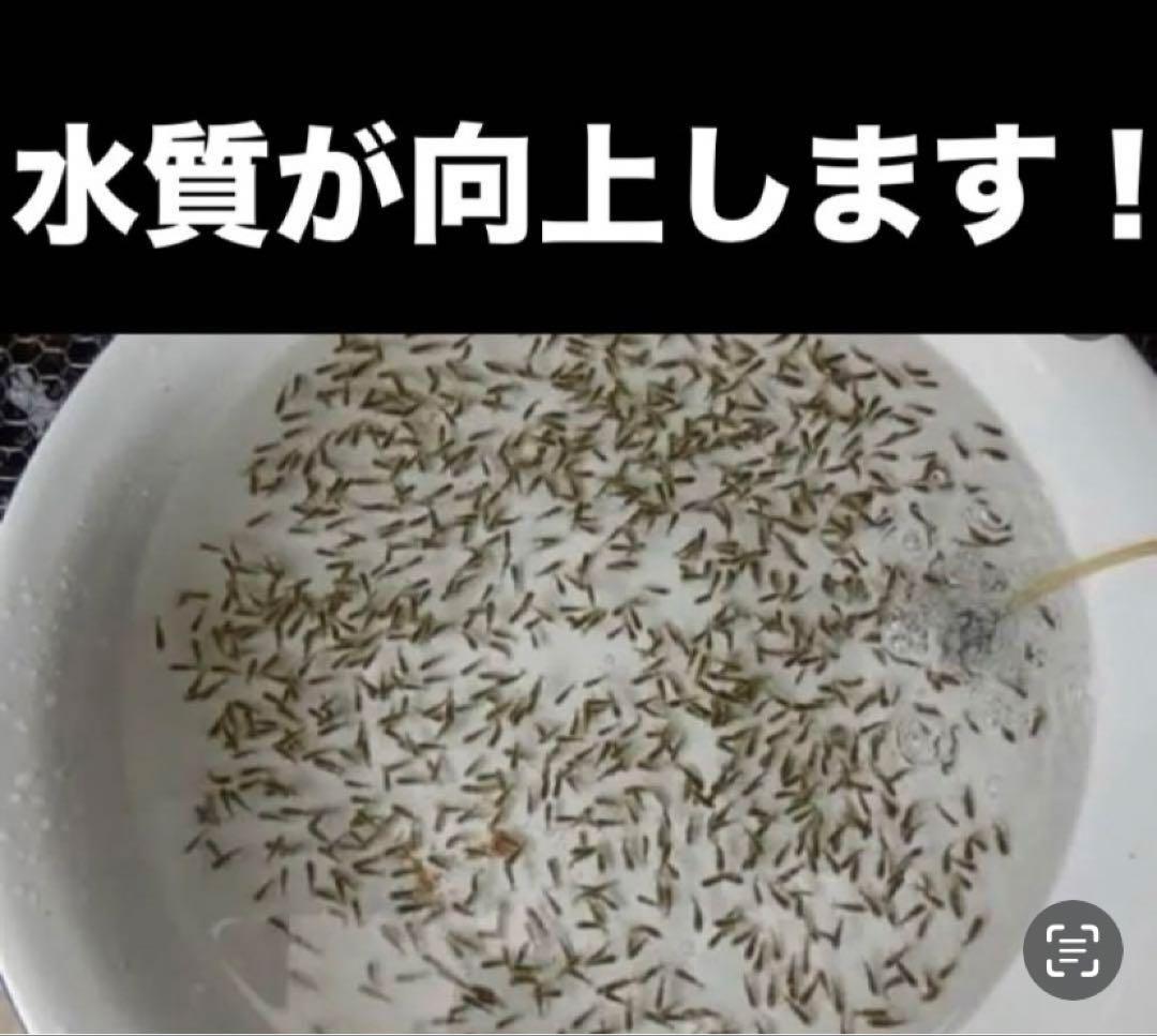 psb 光合成細菌(グリーンウォーター　ホテイアオイ　メダカ餌　液肥　ゾウリムシ — image 2