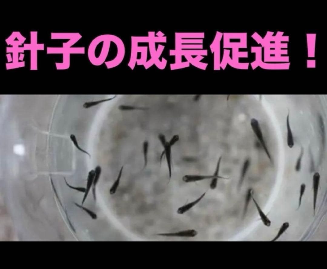 psb 光合成細菌(グリーンウォーター　ホテイアオイ　メダカ餌　液肥　ゾウリムシ — image 4