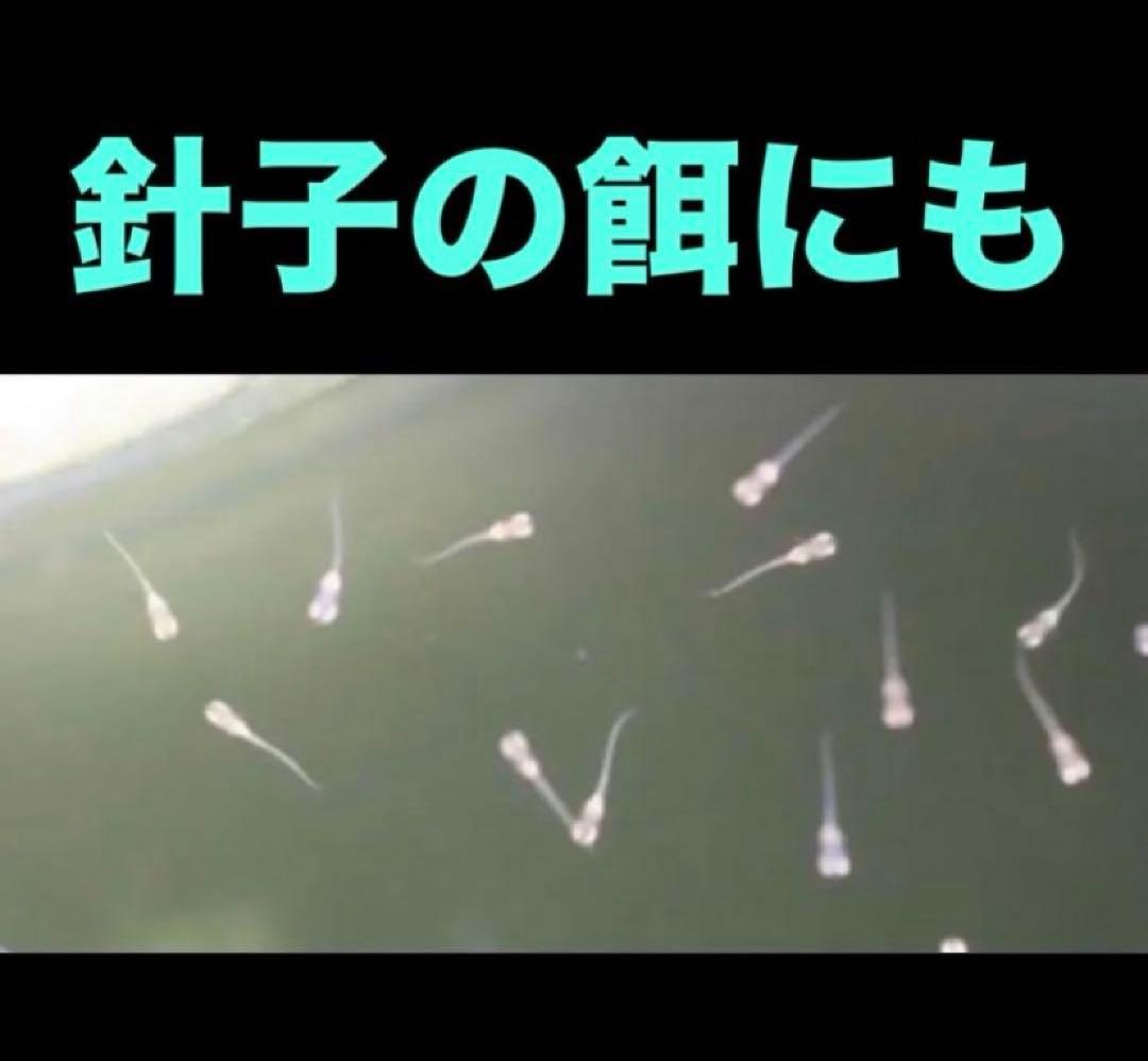 psb 光合成細菌(グリーンウォーター　ホテイアオイ　メダカ餌　液肥　ゾウリムシ — image 5