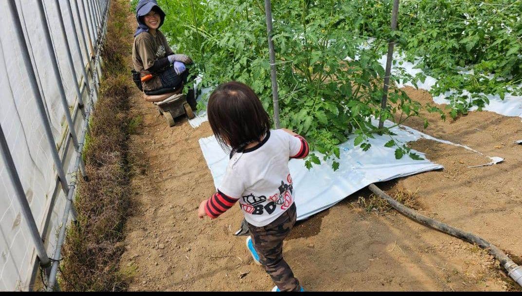 最終日★訳あり筋肉トマト〜お得な２kg入り〜 — image 4