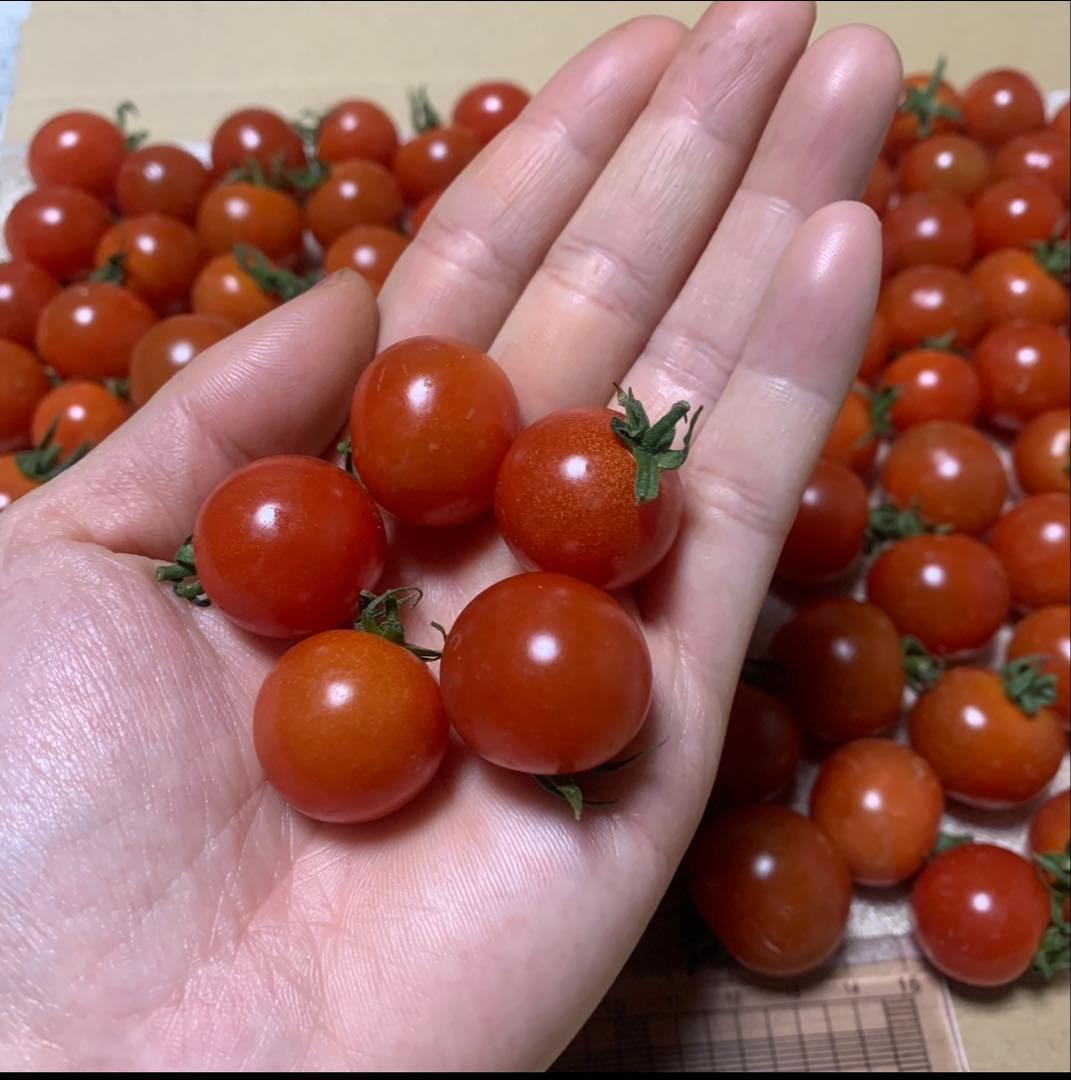 ミニミニサイズのミニトマト！800g — image 2