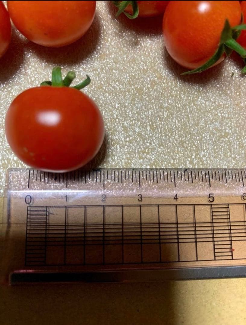 ミニミニサイズのミニトマト！800g — image 3