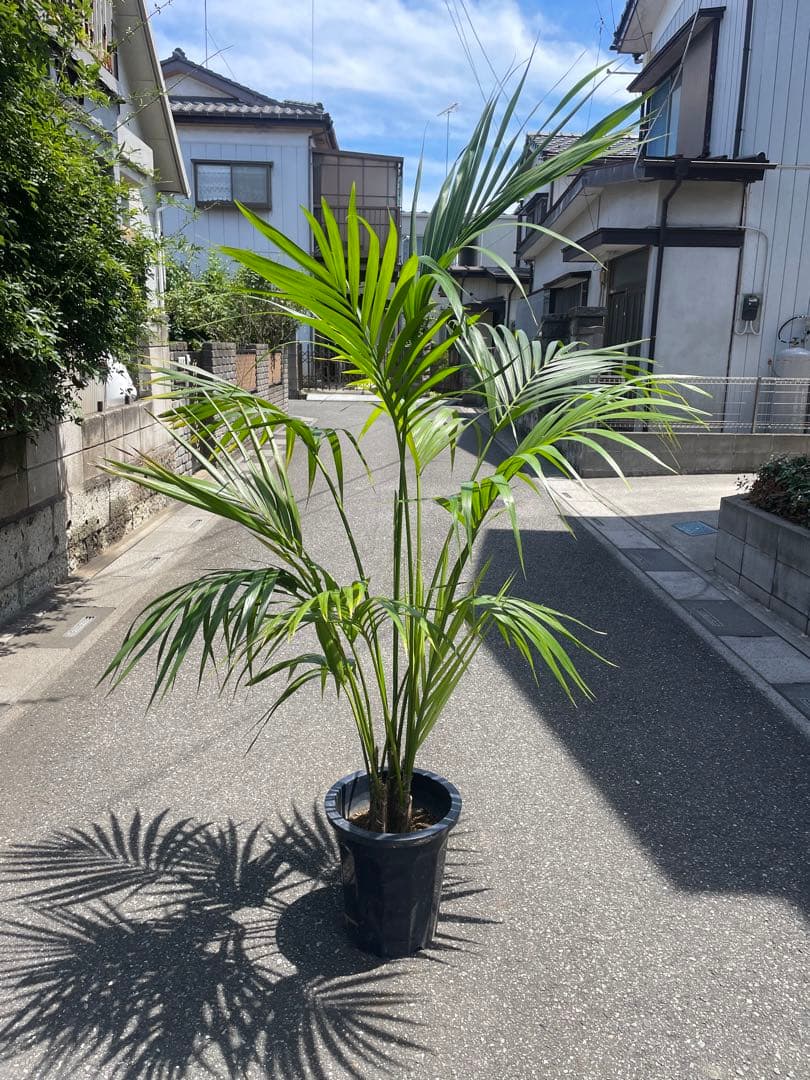SALE❗️ 大型ケンチャヤシ　高さ１９０センチ 引取り歓迎　久喜市　配達可能 — image 2