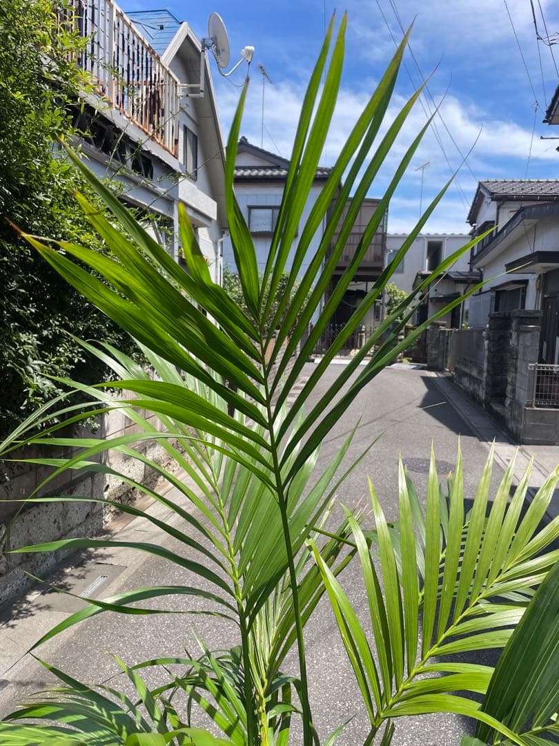 SALE❗️ 大型ケンチャヤシ　高さ１９０センチ 引取り歓迎　久喜市　配達可能 — image 3