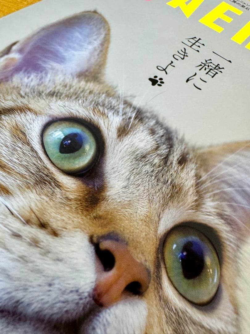 NyAERA 2023年2月22日増刊号 猫特集 — image 5