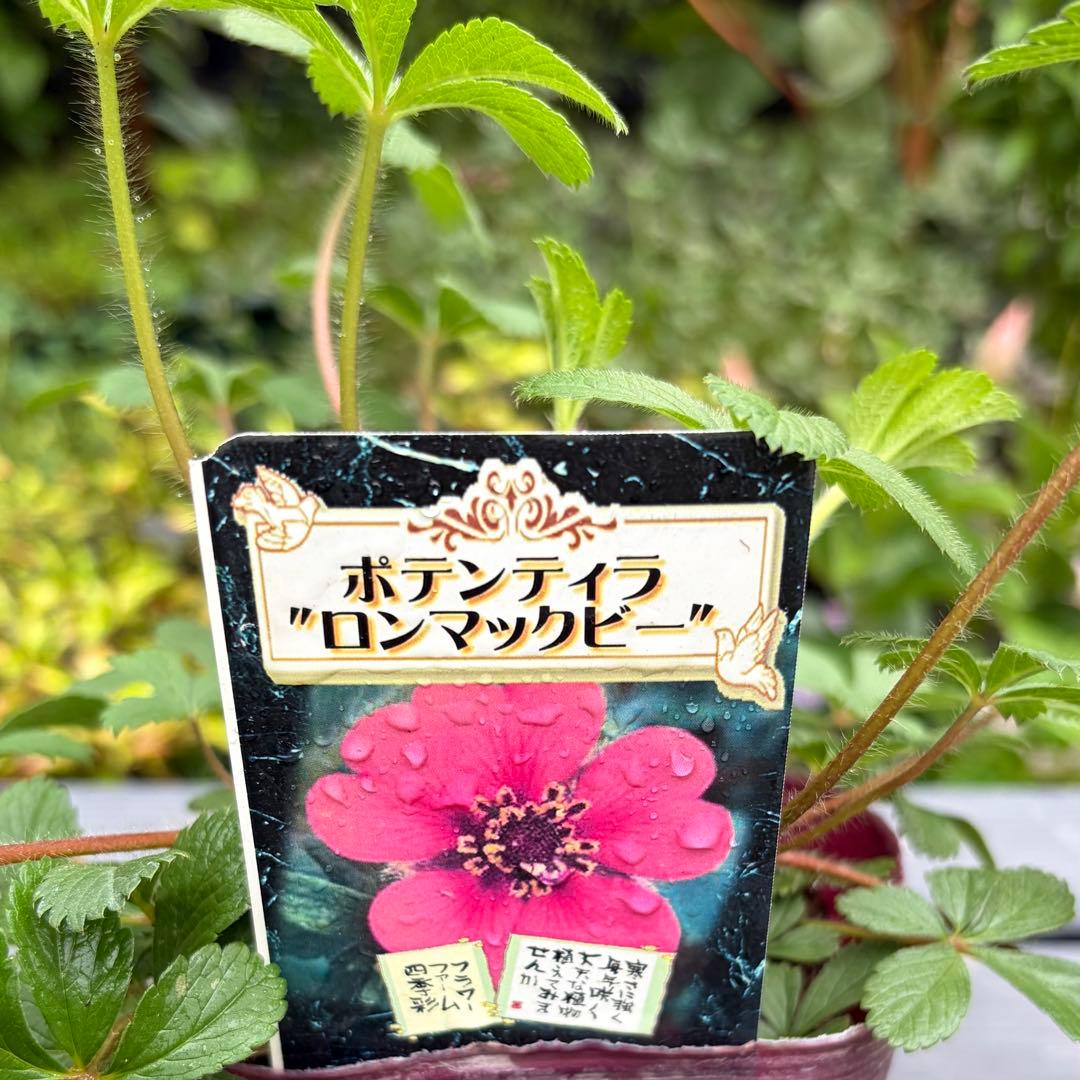 《みぃねこ♡様専用》　ポテンティラ　ロンマックビー — image 3