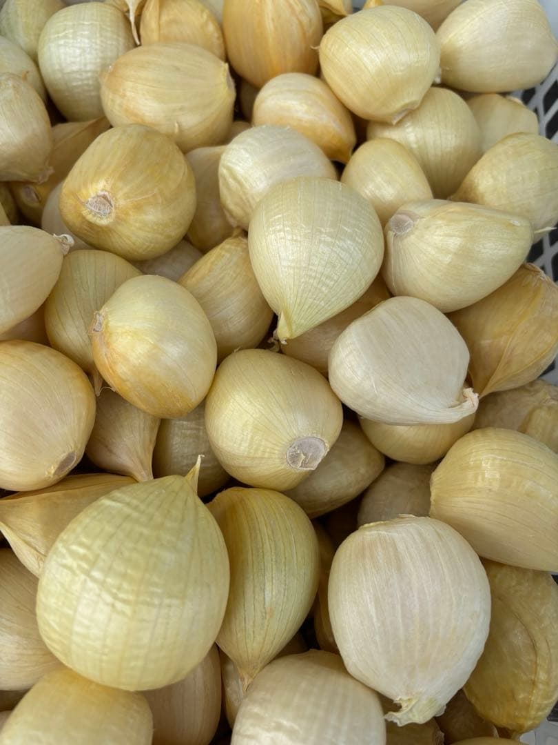 岐阜県産ジャンボにんにく　ばら１.3Kg — image 2