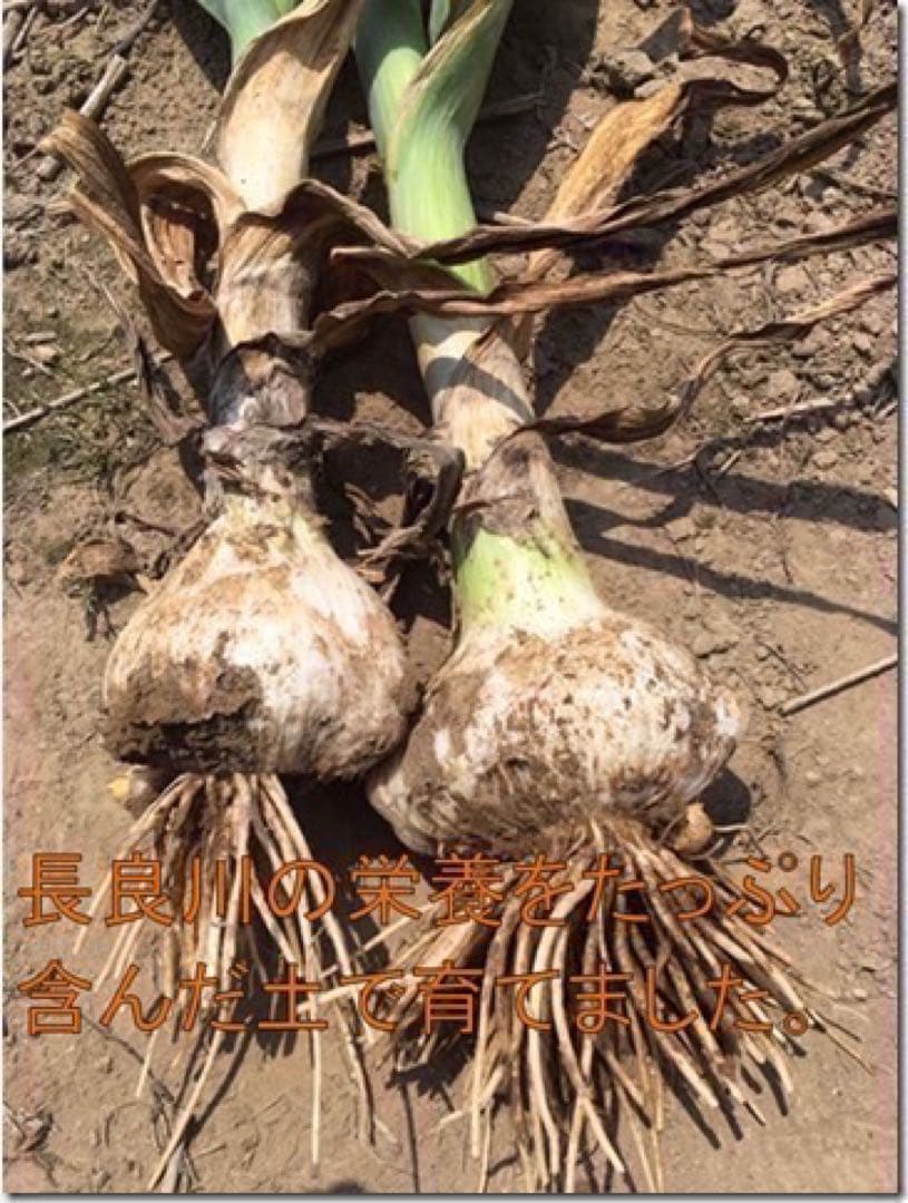 岐阜県産ジャンボにんにく　ばら１.3Kg — image 3
