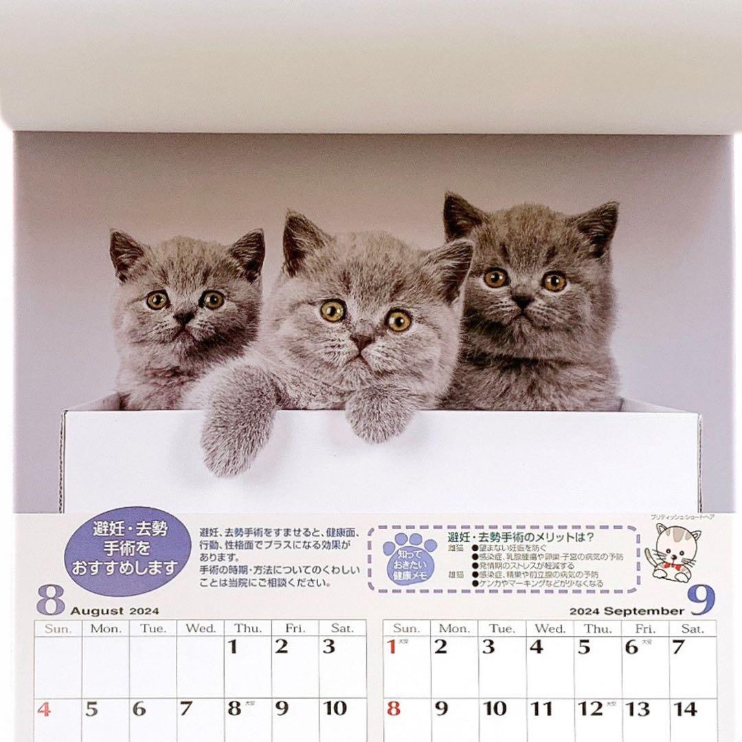 猫好きさんへ｜子猫写真集 4年分セット 2023〜2026 猫カレンダー 非売品 — image 5