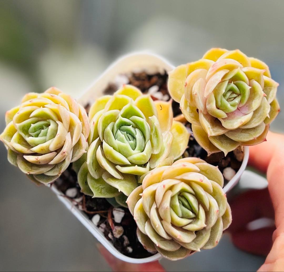 SALE！多肉植物　オンスロー群生株 大きめ 抜き苗 エケベリア韓（4-5）頭 — image 4