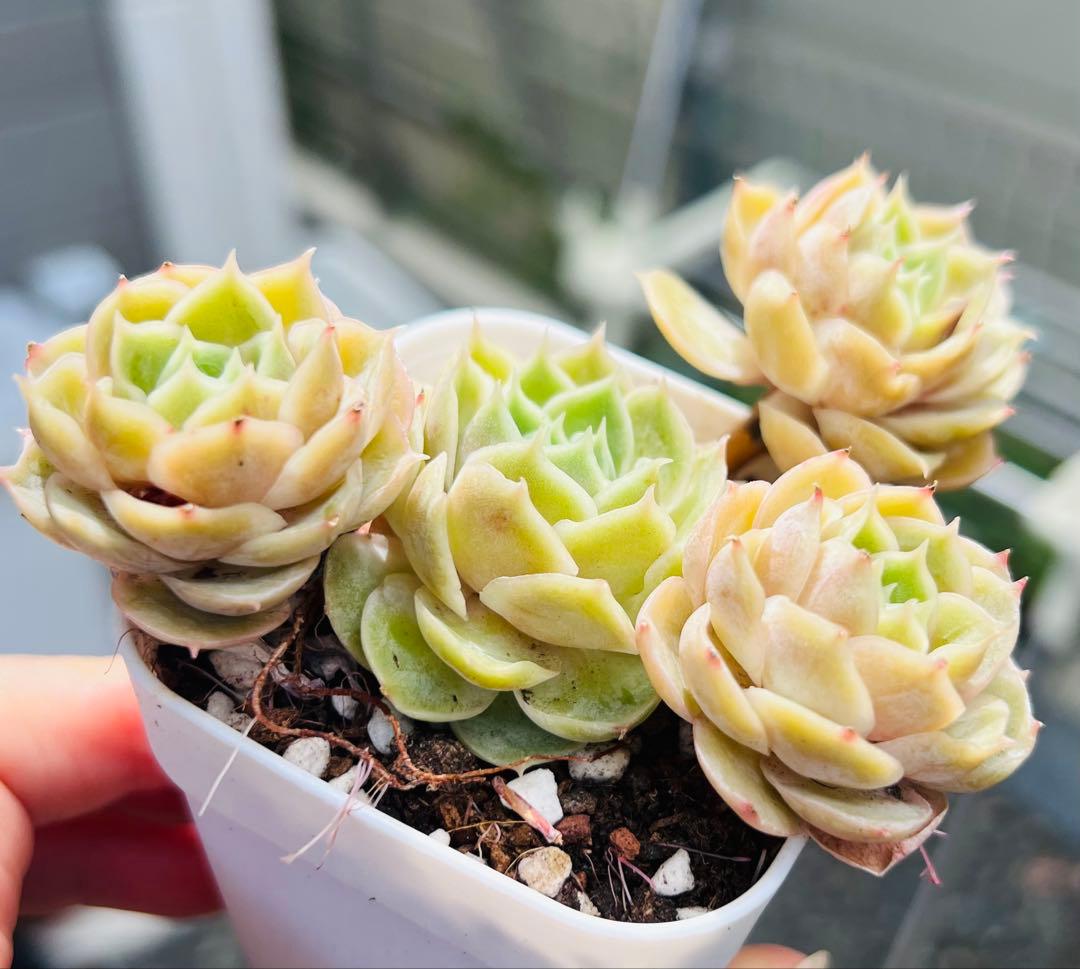 SALE！多肉植物　オンスロー群生株 大きめ 抜き苗 エケベリア韓（4-5）頭 — image 5