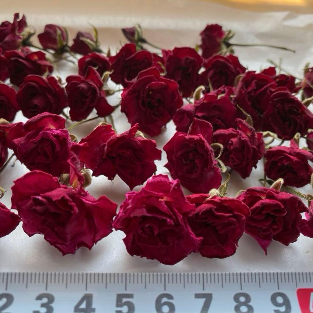 ミニ薔薇のドライフラワー　ヘッドのみ　薔薇（アンジェラ）　40輪＋α — image 5