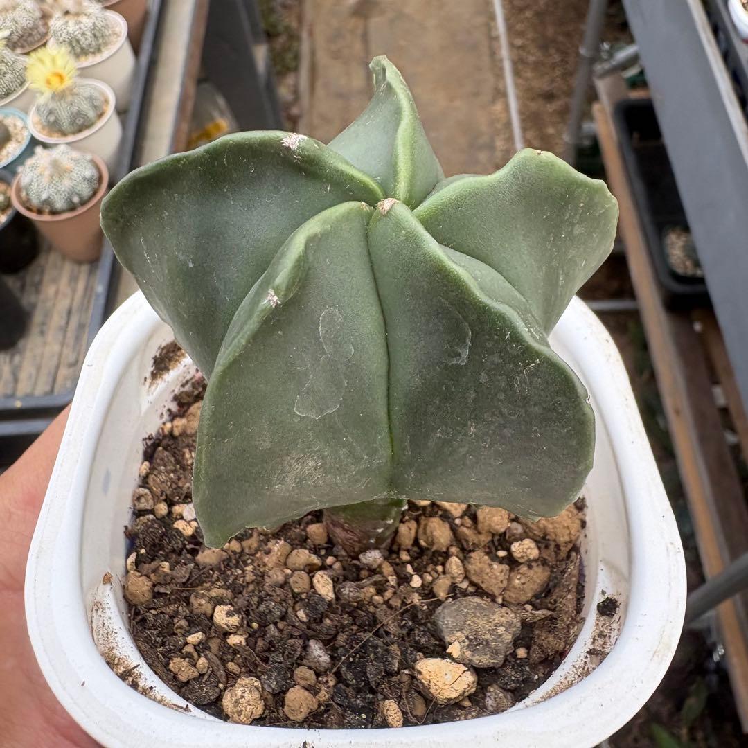 サボテンランボー玉 実生苗， — image 2