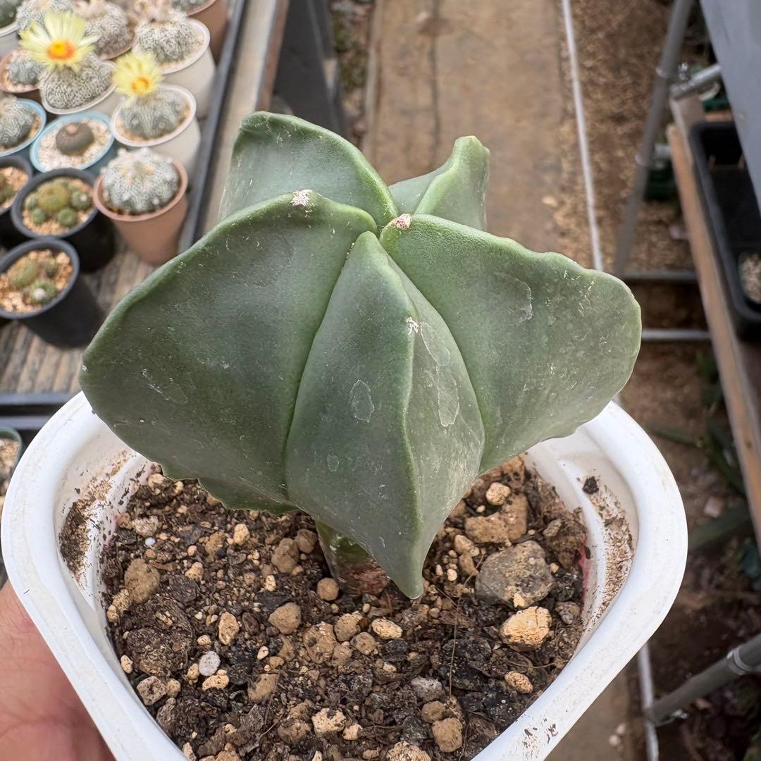 サボテンランボー玉 実生苗， — image 4