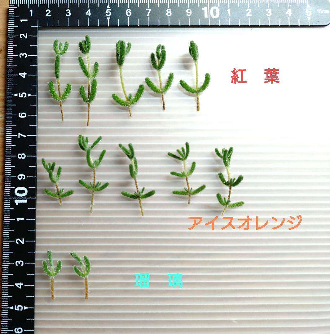並木　リン様　専用です — image 2