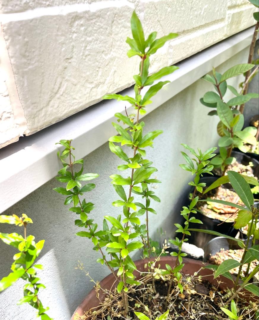 ザクロ　実生苗　抜き苗3本　果樹苗 — image 2