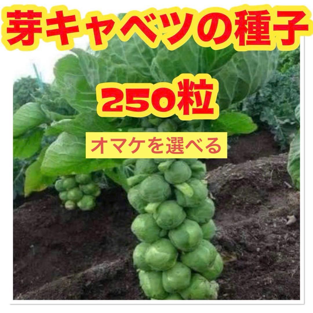 アンチョビ様 リクエスト 2点 まとめ商品 — image 2