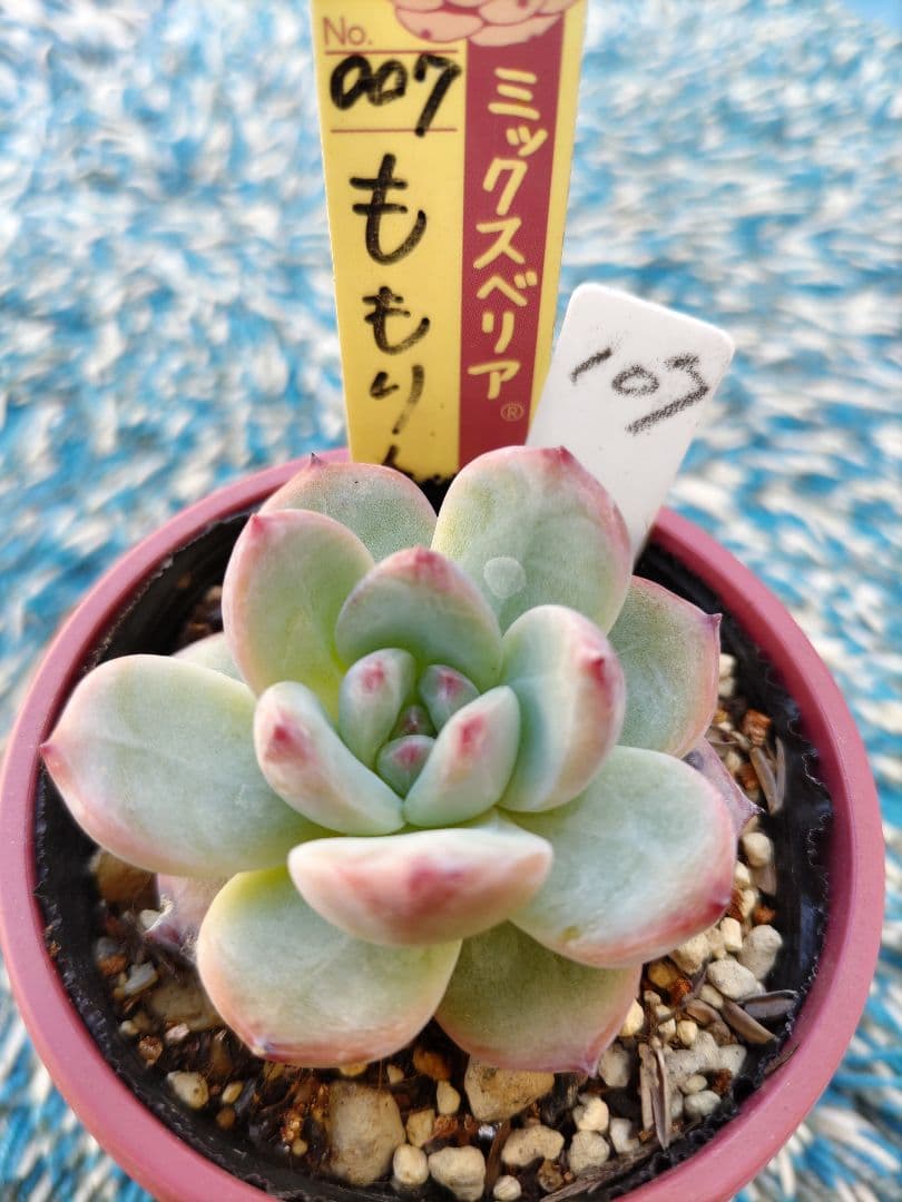 ♣*mocanatural*様 リクエスト 3点 まとめ商品【速達】 — image 2