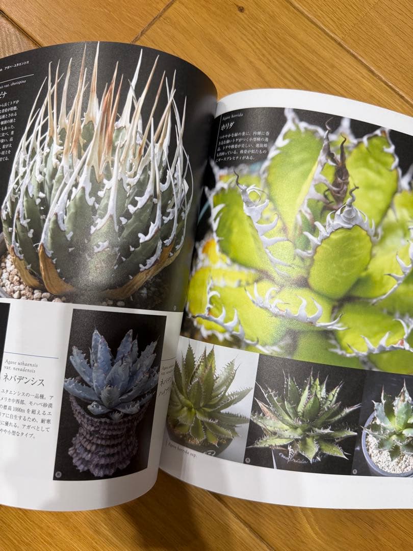 Bplants ビザールプランツ 夏型 珍奇植物最新情報 — image 3