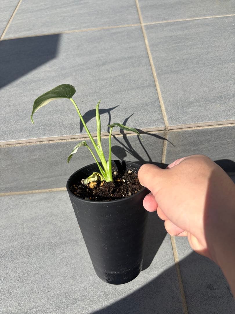 モンステラ　タイコンスレーション　斑入り — image 2