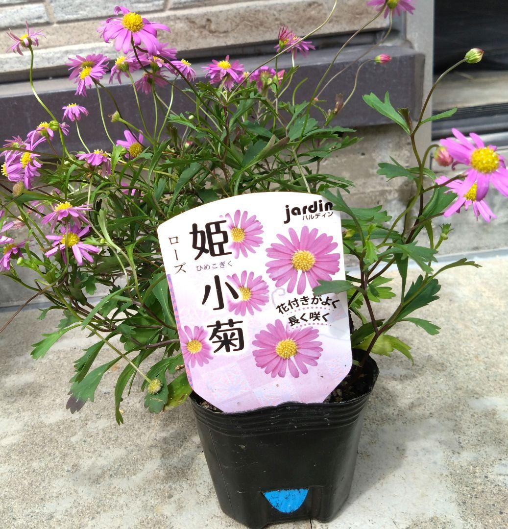 週末値下げ中です❣❀ブラキカム❀正規品タグつき❀ — image 4