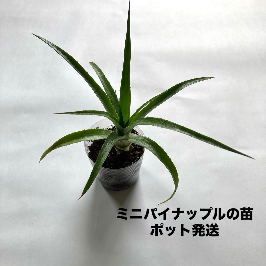 Gィちゃん様 リクエスト 2点 まとめ商品 — image 2