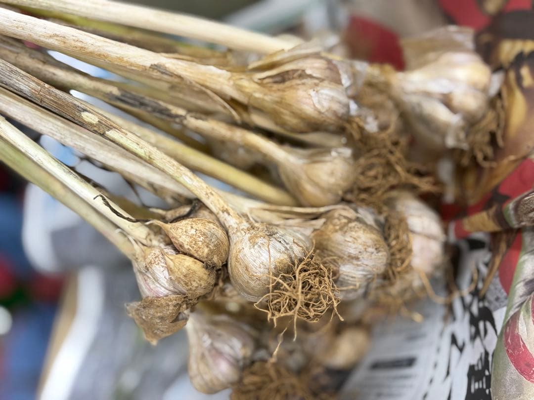 高知県産　新ニンニク　バラ売り　200g〜250g — image 3