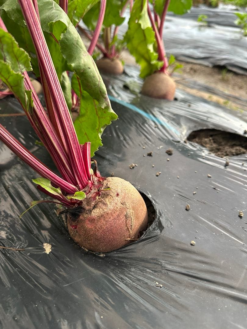 甘くて美味しいビーツ3KG以上保証★ Beetroot ☆ ORGANIC — image 2