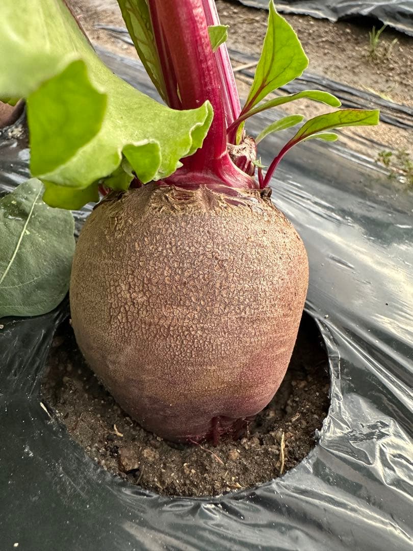 甘くて美味しいビーツ3KG以上保証★ Beetroot ☆ ORGANIC — image 4