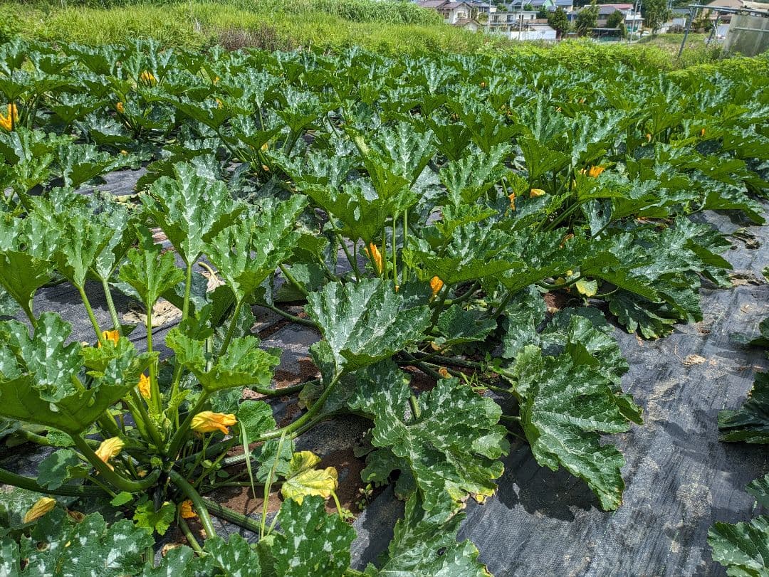 ズッキーニ訳あり — image 2