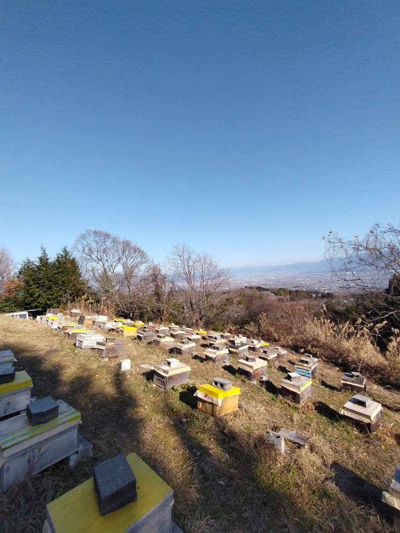 山梨県産　アカシア蜂蜜　1200g（ビン）　1本入り　2025年5月採り — image 3