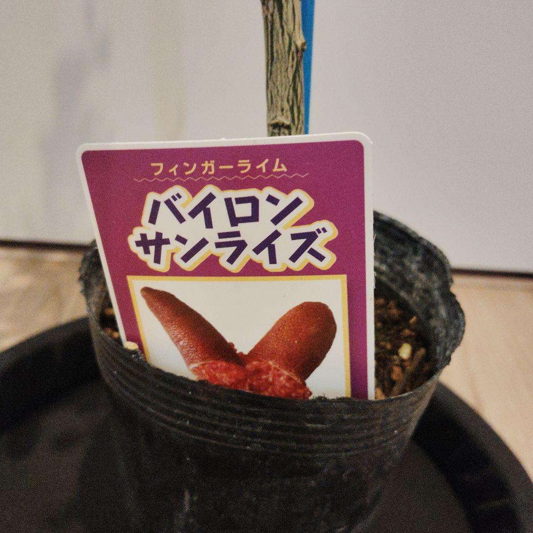【実付き】フィンガーライム バイロンサンライズ 接木苗 — image 2