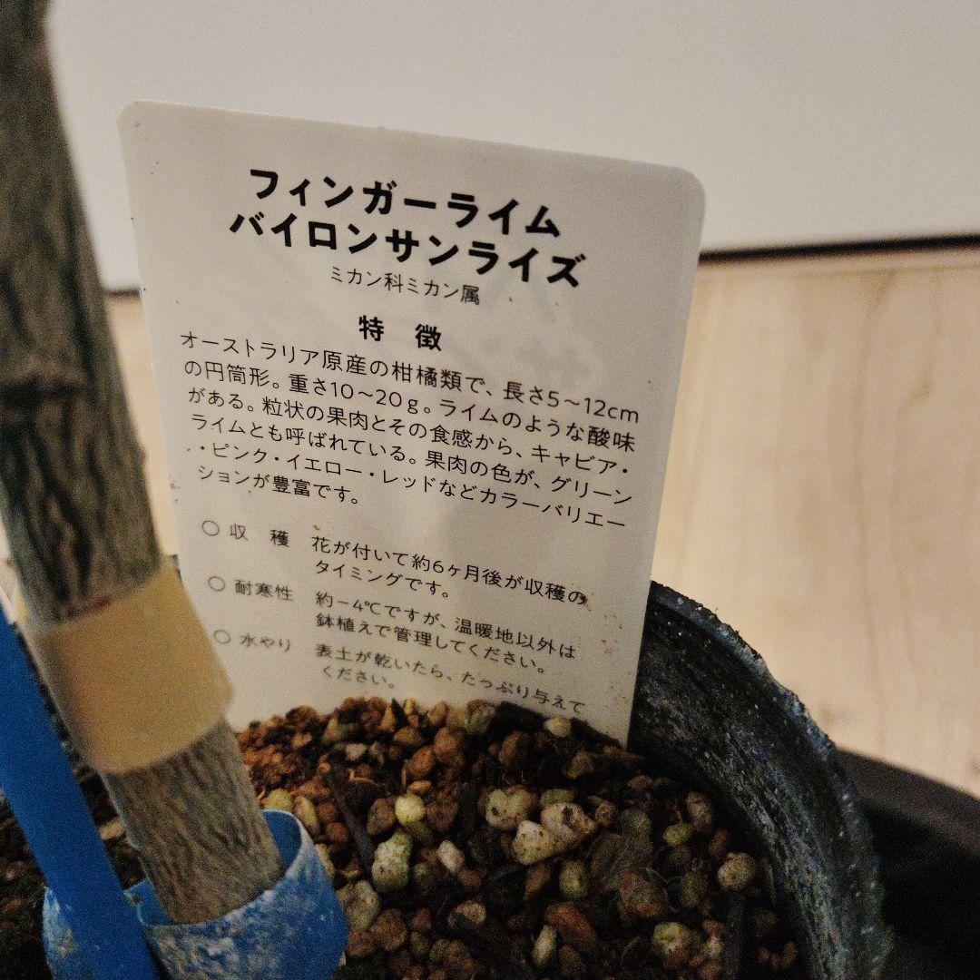 【実付き】フィンガーライム バイロンサンライズ 接木苗 — image 4