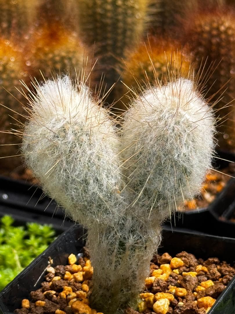 Espostoa lanata 老楽 優選 2頭群生株 柱サボテン 現物発送 — image 2