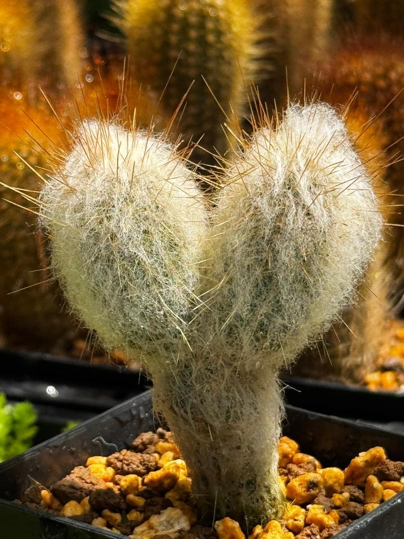 Espostoa lanata 老楽 優選 2頭群生株 柱サボテン 現物発送 — image 3