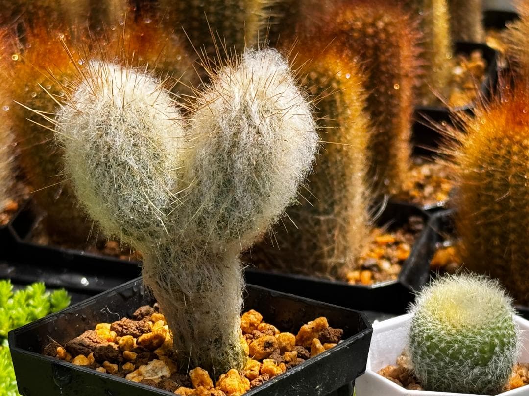 Espostoa lanata 老楽 優選 2頭群生株 柱サボテン 現物発送 — image 4