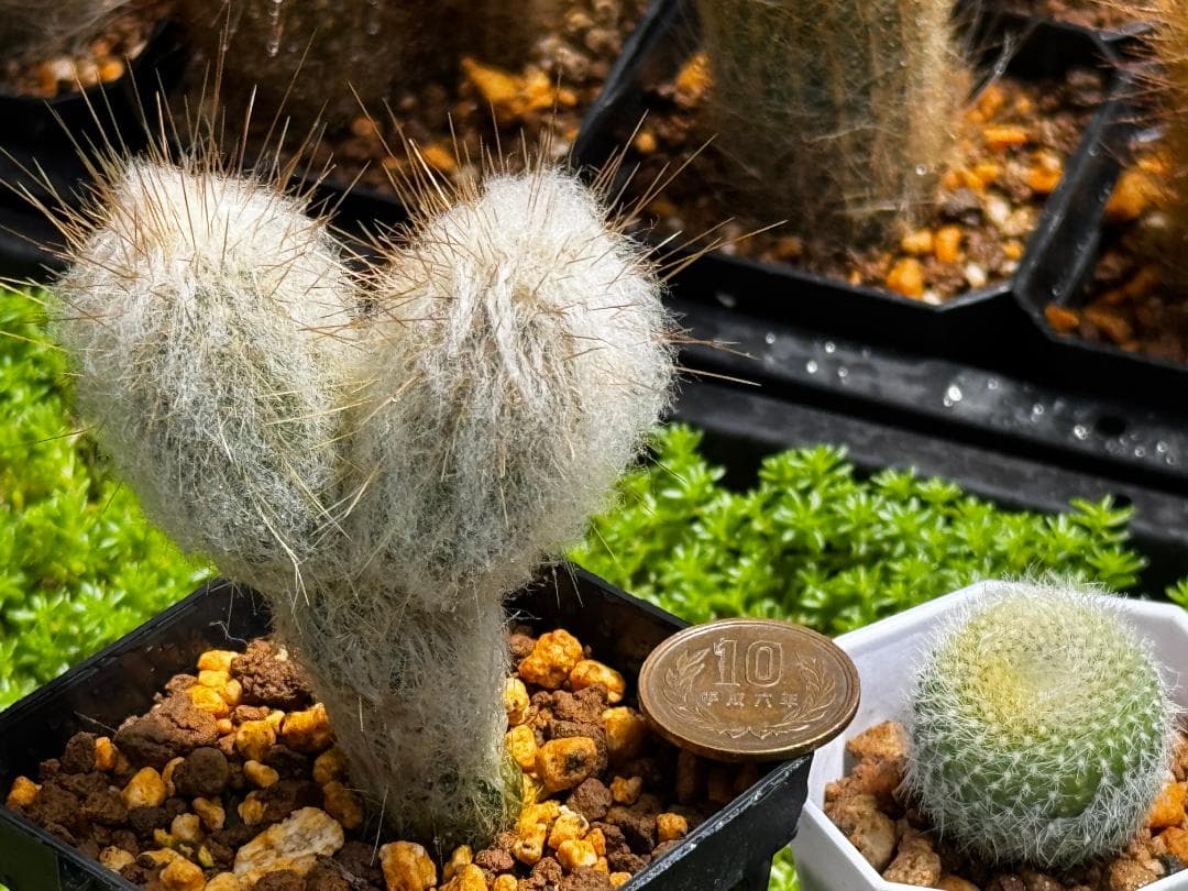 Espostoa lanata 老楽 優選 2頭群生株 柱サボテン 現物発送 — image 5