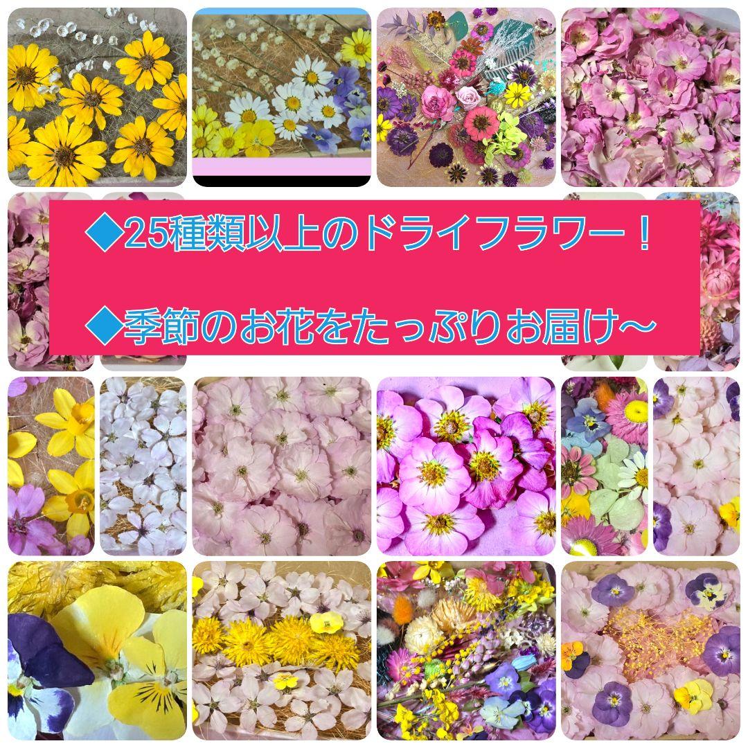 ドライフラワー花材(ミニ) — image 3