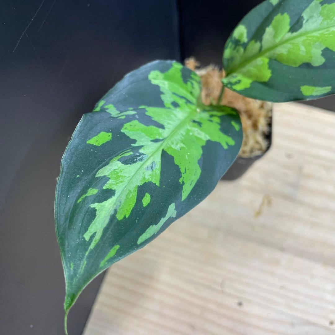 アグラオネマ ピクタム 1st Campur 西スマトラ Aglaonema — image 2