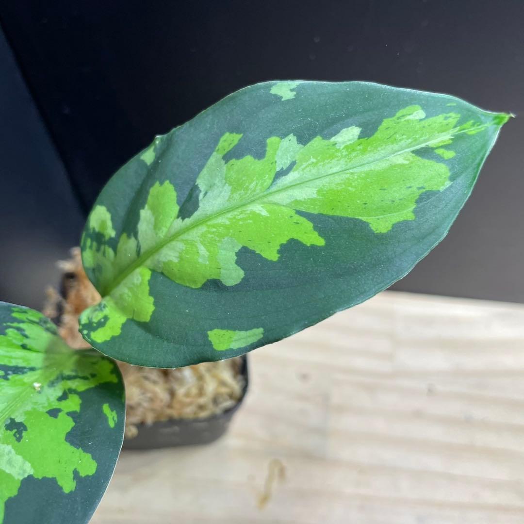 アグラオネマ ピクタム 1st Campur 西スマトラ Aglaonema — image 3