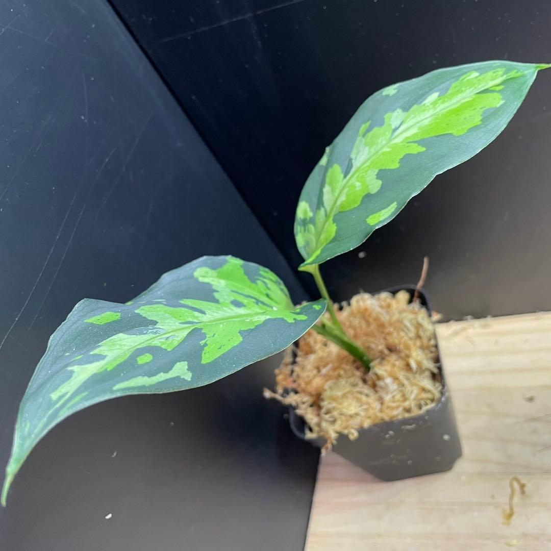 アグラオネマ ピクタム 1st Campur 西スマトラ Aglaonema — image 4