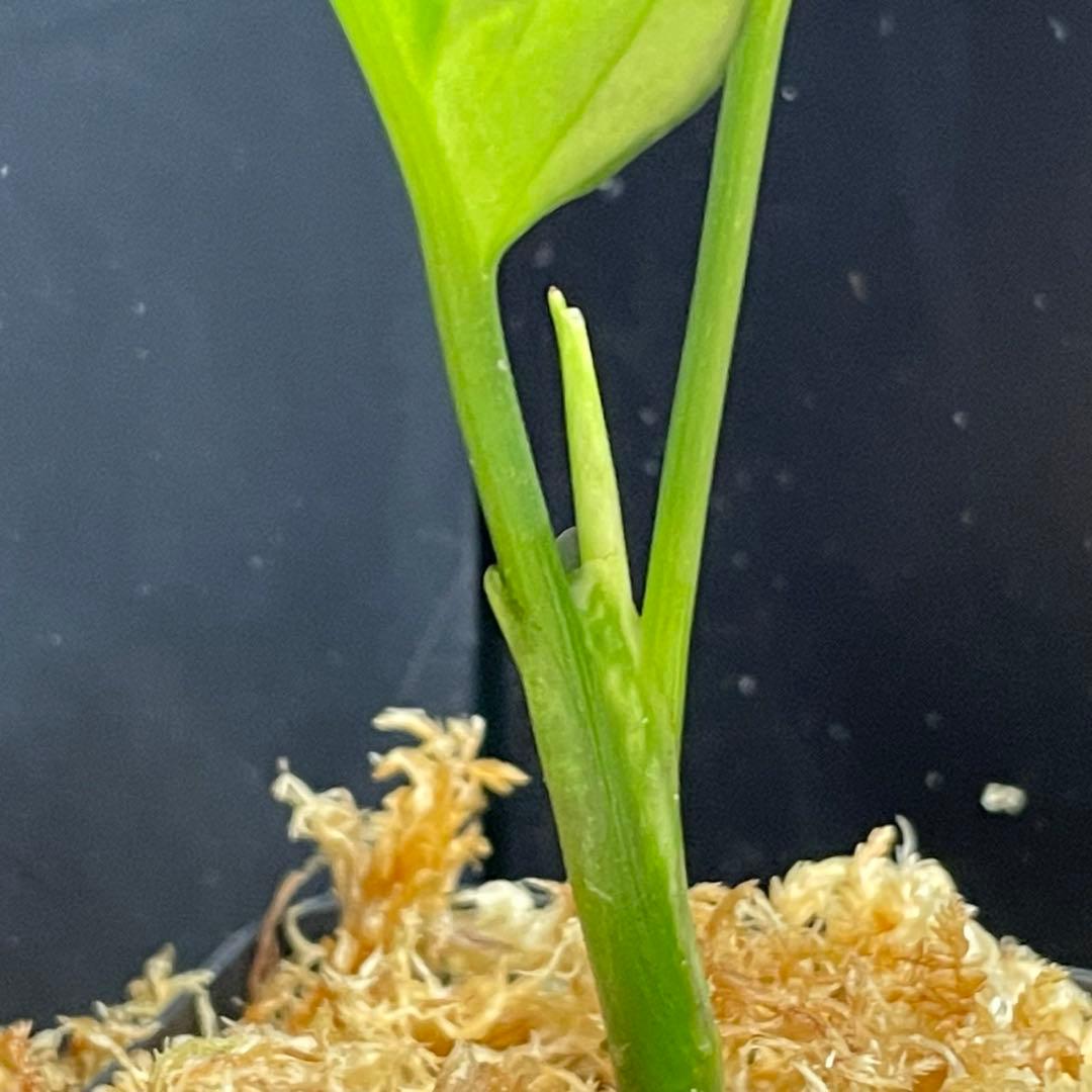 アグラオネマ ピクタム 1st Campur 西スマトラ Aglaonema — image 5