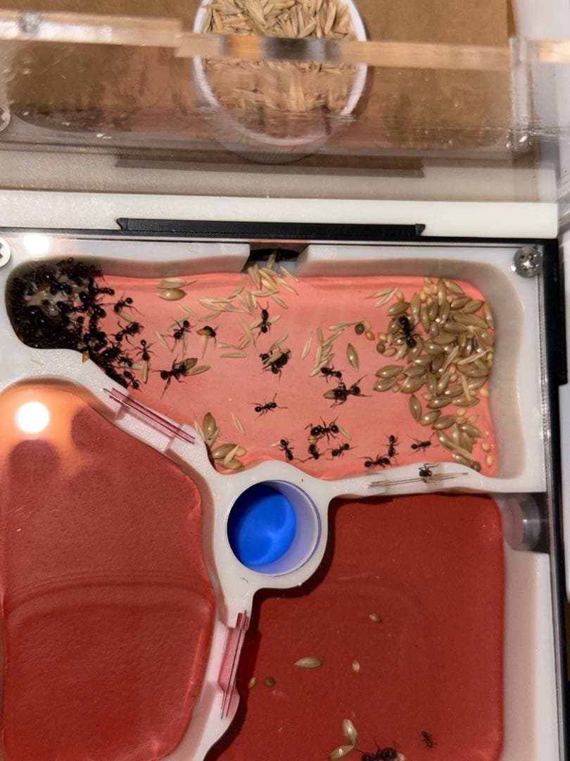 アリ飼育用 アクリル製 アリの巣 観察キット、新品をお送りしますので心配なく — image 2