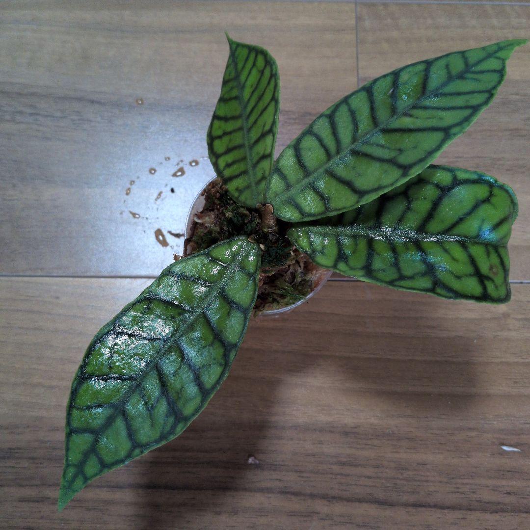 Hoya callistophylla（7月3日発送予定） — image 2