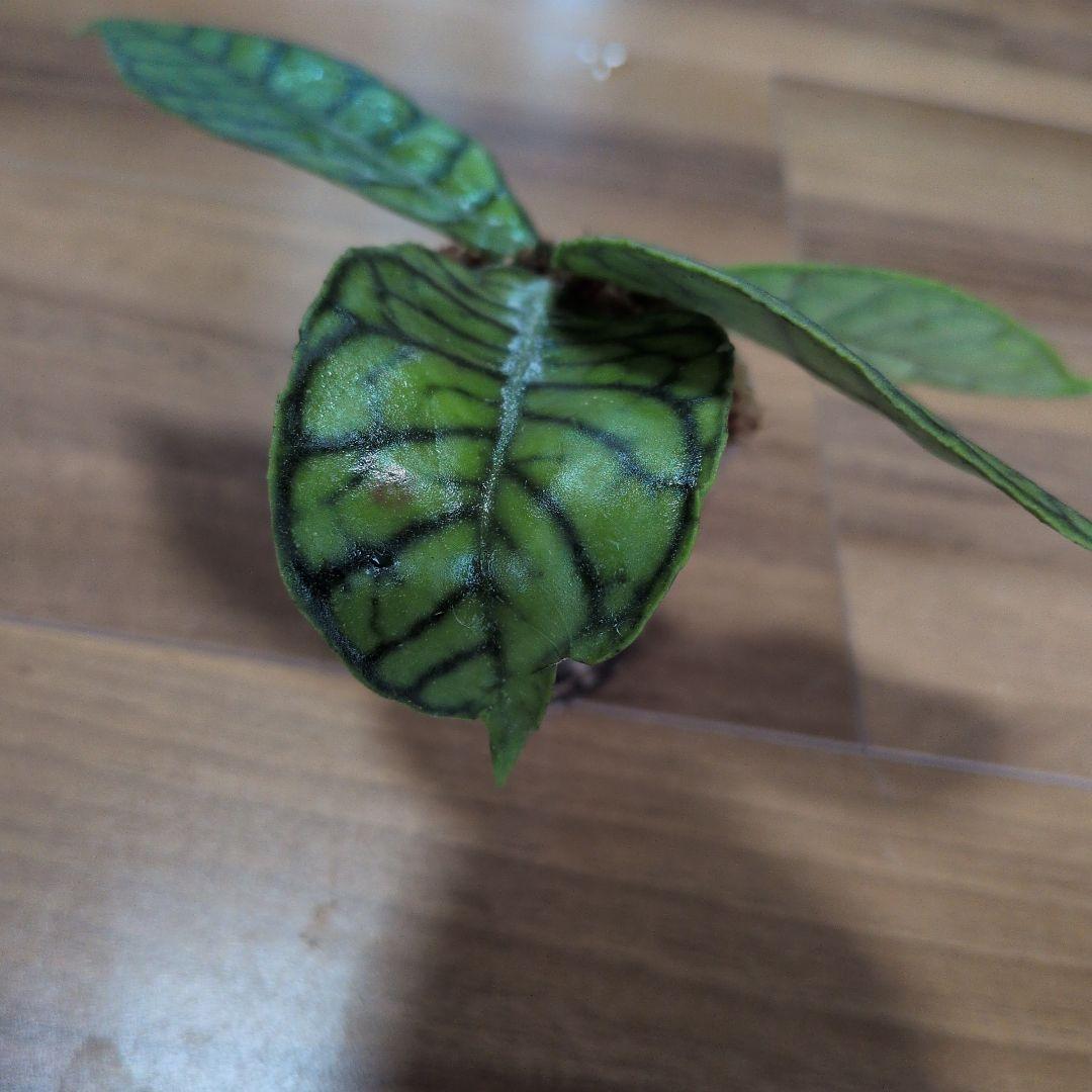 Hoya callistophylla（7月3日発送予定） — image 4