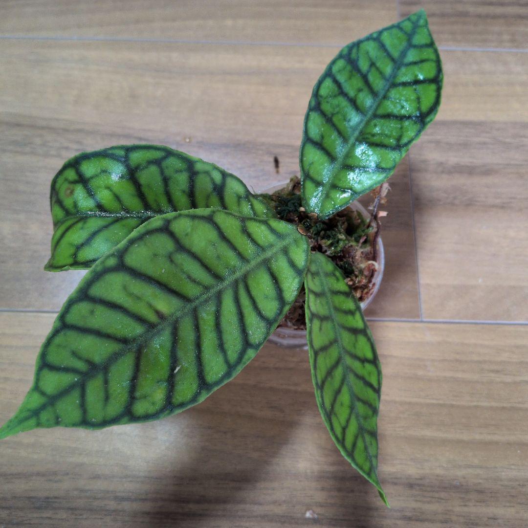 Hoya callistophylla（7月3日発送予定） — image 5